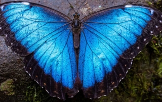 An impressive brilliant-blue butterfly, its wings spread, resting on a mossy boulder.