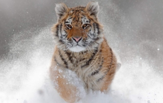 A majestic adult Amur Siberian Tiger charging through mountain snow.