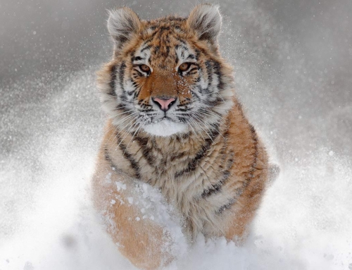 Amur Siberian Tigers