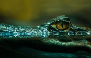 A swamp alligator raising its head above the water, like those pursuing the hero of the mystery novel ROLL by Niklas Three.