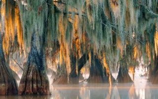 Eerie massive mangrove trees rooted in swamp water, draped in Spanish moss, are a backdrop for scenes in the mystery novel ROLL.