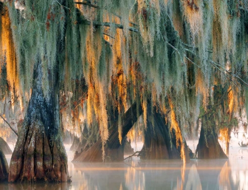 Exploring the Mysteries of the Atchafalaya Swamp