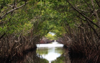 Louisiana swamp waterway winding through mangroves, as depicted in the swamp adventure chapters of ROLL by Niklas Three.