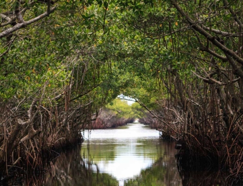 Secrets of a Southern Swamp